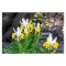 Iris, Bucharica l, Alb/Galben, I, 1 Bulb