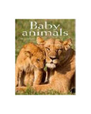 Baby Animals. Pocket Book - Hardcover - *** - White Star