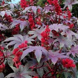 10 Seminte de Ricin-planta inalta 1-2m, frunze bordo-ornamental