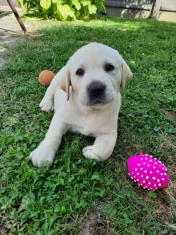 Pui labrador Retriever mascul foto