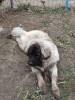 C&acirc;ine Ciobănesc caucazian, Pedigree