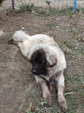 C&acirc;ine Ciobănesc caucazian