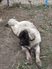 C&acirc;ine Ciobănesc caucazian
