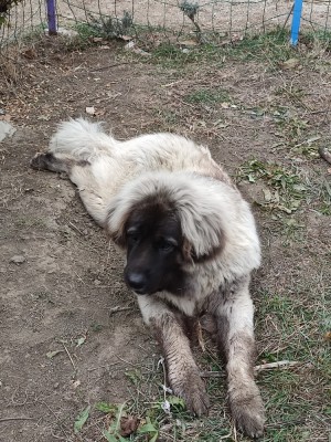 C&amp;acirc;ine Ciobănesc caucazian foto