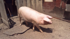 Vand PORC (Rasa: Marele Alb) foto