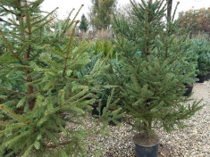 Molid, (Picea abies), Inaltime 1,8- 2,2 m foto