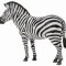 Zebra - Collecta