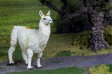 Cumpara ieftin Figurina - Llama | Safari