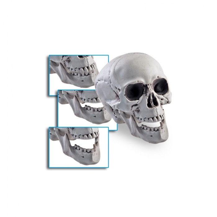 Craniu decorativ Halloween - Carnaval24 Craniu decorativ Halloween - Carnaval24