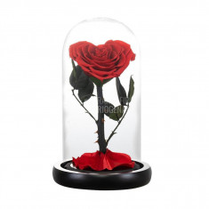Trandafir Criogenat inima rosie Ø8cm in cupola 10x20cm