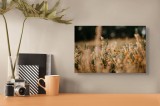 Tablou Canvas, "C&acirc;mp cu flori sălbatice delicate", Flori, Camp, Natura, Culoare, Liniste, Peisaj, Frumusete, Vegetatie, 39 x 26 cm, CMCLASS