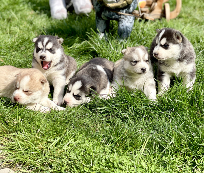 Husky Siberian Puiuți