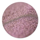 Pigment make-up Mauve Pearl 2g