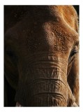 Tablou Canvas Elefant Bătr&acirc;n cu Trunchi și Riduri, 26 x 39 cm, CMCLASS