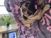 Dau spre adoptie caine pug de 1 an, Top Dog