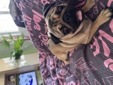 dau spre adoptie caine pug de 1 an
