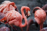 Tablou Canvas, "Flamingo grațiosi &icirc;n dansul dimineții", Grație, Eleganță, Roz, Pene, Flamingo, Natură, Calm, Frumusețe, Armonie, Culoare, 39 x 26 cm,