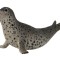 Figurina foca pestrita collecta
