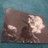 Cumpara ieftin CARTE POSTALA FELICITARE CIRCULATA