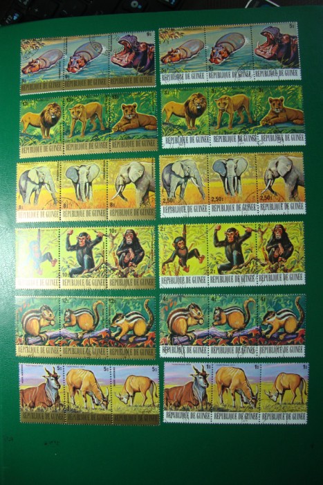 GUINEEA SERIE FAUNA