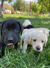 Puiuti Labrador foto