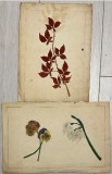 Lot 2 lucrari interbelice, acuarele romanesti, nesemnate, cu frunze si flori, aprox 30 x 22 fiecare / urme de uzura, hartie ingalbenita / panselute