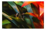Tablou Canvas, "Fluturele pe frunza exotică", Fluture, Transparent, Aripi, Frunză, Plantă, Exotică, Natură, Delicatețe, 39 x 26 cm, CMCLASS