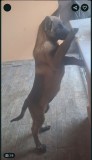 Femela Ciobanesc Belgian Malinois Rasa Pura
