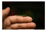 Tablou Canvas, "Șop&acirc;rla pe degetul protectorului său", Mic, Gecko, Fragil, Verde, M&acirc;nă, Delicat, Contrast, Natură, 39 x 26 cm, CMCLASS