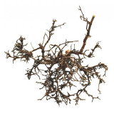 Decor terariu- arbust natural de deşert, 25 - 40cm