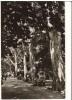 CPIB 16439 CARTE POSTALA - BUZIAS. VEDERE DIN PARC, RPR, Necirculata, Fotografie