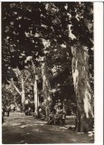 CPIB 16439 CARTE POSTALA - BUZIAS. VEDERE DIN PARC, RPR, Necirculata, Fotografie