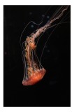 Tablou Canvas, "Meduza dans&acirc;nd prin abisuri misterioase", Meduză, Eleganță, Lumină, Mișcare, Subacvatic, Grație, Mistic, Natură, Frumusețe., 26 x 39 c