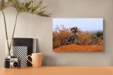 Tablou Canvas, "Colonia de manguste &icirc;n deșert african", Meerkats, Grup, Deșert, Veghe, Curiozitate, Habitat, Animale, Natură, 39 x 26 cm, CMCLASS