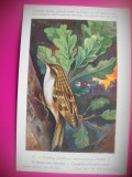 HOPCT 6300 CERTHIA FAMILIARIS MACRODACTYLA -PASARI DE APA -FAUNA EUROPA-CP CHROMO LITHO -MUZEUL REGAL STIINTE NATURALE BELGIA-NECIRCULATA, Printata