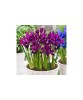 Iris Reticulata, J.S. Dijt, Visiniu, 5/6, 1 Bulb, Oem