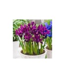 Iris Reticulata, J.S. Dijt, Visiniu, 5/6, 1 Bulb, Oem
