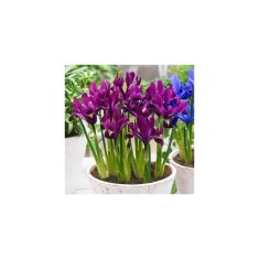 Iris Reticulata, J.S. Dijt, Visiniu, 5/6, 1 Bulb