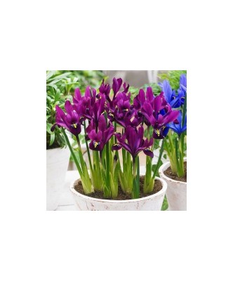 Iris Reticulata, J.S. Dijt, Visiniu, 5/6, 1 Bulb foto