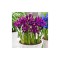 Iris Reticulata, J.S. Dijt, Visiniu, 5/6, 1 Bulb