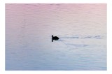 Tablou Canvas, "Silueta unei rațe la apus", Calm, Reflections, Dusk, Ripples, Serenity, 39 x 26 cm, CMCLASS