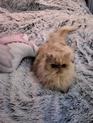 Pisica persana &amp;icirc;n v&amp;acirc;rstă de 2 ani foto