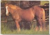 Bnk cp Cai - Germania carte postala necirculata - Kruger, Circulata, Printata