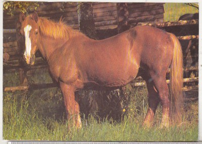 bnk cp Cai - Germania carte postala necirculata - Kruger foto