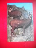 HOPCT 14888 CAPRA NEAGRA- RUPICAPRA / RUPICAPRA CARPATICA - -FAUNA - -NECIRCULATA