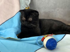 Rasă pură Scottish Straight, motănel cu pedigree și Carnet de Sănătate