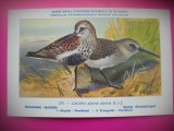 HOPCT 6288 CALIDRIS ALPINA ALPINA -PASARI DE APA -FAUNA EUROPA-CP CHROMO LITHO -MUZEUL REGAL STIINTE NATURALE BELGIA-NECIRCULATA, Printata