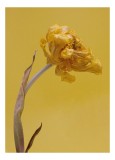 Tablou Canvas, "Floare veștejită pe fundal galben", Ofilit, Galben, Minimalist, &Icirc;nc&acirc;ntător, Textură, Contrast, Simplu, Delicat., 26 x 39 cm, CMCLASS