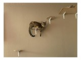 Tablou Canvas, "Pisica și tainele echilibrului perfect", Pisică, Agilitate, Perete, Platforme, Curiozitate, Echilibru, Lovitură, Observație, Contempla