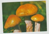 bnk cp Ciuperci - carte postala necirculata